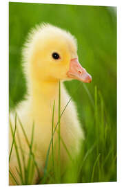 Foam board print Duckling