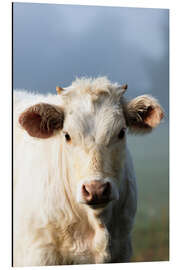 Aluminium print bull calf