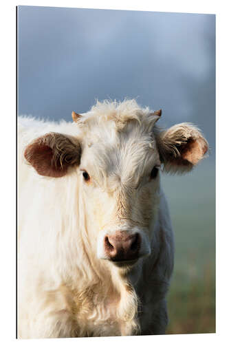 Tableau en plexi-alu bull calf