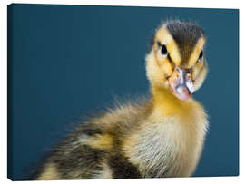 Quadro em tela cheeky duckling