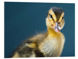 Gallery print cheeky duckling