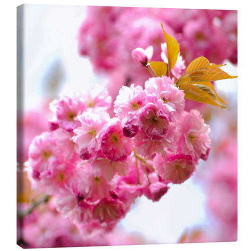 Tableau sur toile Fleurs de cerisier japonais