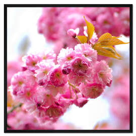 Gerahmter Kunstdruck Kirschblüte