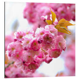 Magnettafel Kirschblüte