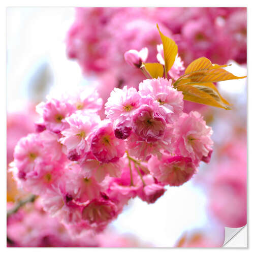 Vinilo para la pared Sakura