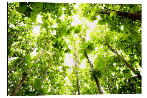 Aluminiumtavla Green Tree Canopy