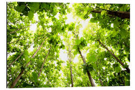 Aluminium print Green Tree Canopy