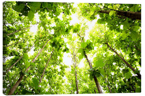 Canvas print Green Tree Canopy