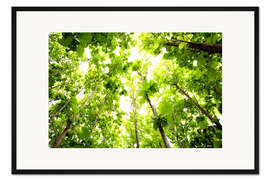 Gerahmter Kunstdruck Grünes Blätterdach