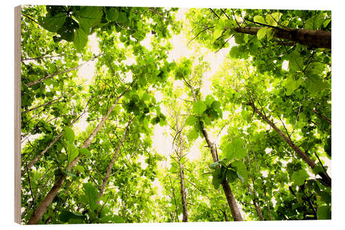 Quadro de madeira Green Tree Canopy