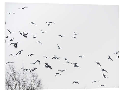 Foam board print Flock of birds