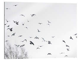 Gallery print Flock of birds