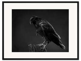Gerahmter Kunstdruck Rabe