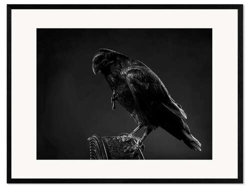 Ingelijste kunstdruk Crow