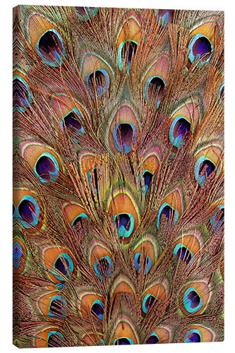 Canvas print Peacock feathers bronze