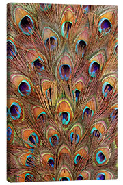 Canvas print  Peacock feathers bronze