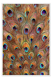 Poster Peacock feathers bronze
