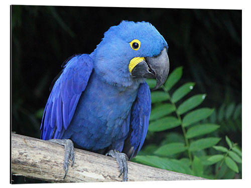 Alumiinitaulu Hyacinth macaw