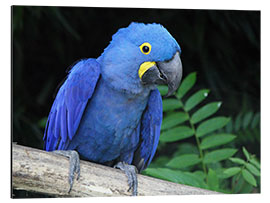 Aluminiumtavla Hyacinth macaw