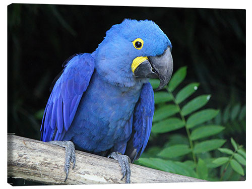 Lienzo Hyacinth macaw