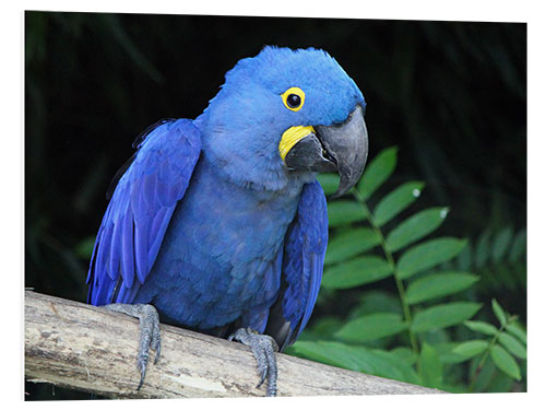 PVC-taulu Hyacinth macaw