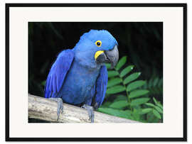 Gerahmter Kunstdruck Hyazinthara