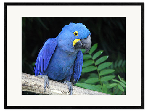 Framed art print Hyacinth macaw