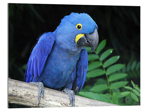 Galleritryk Hyacinth macaw