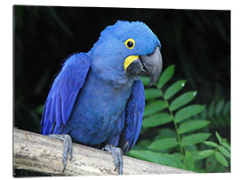 Galleriataulu Hyacinth macaw