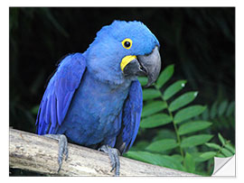 Adesivo murale Hyacinth macaw