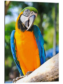 Magnettafel Gelbbrustara Freddie