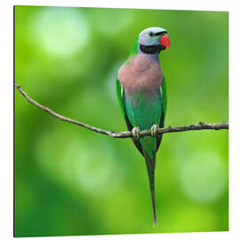 Magnettafel Rosenbrustbartsittich