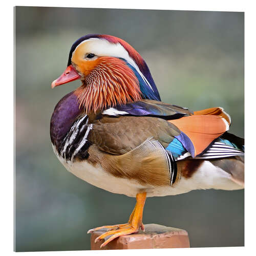 Acrylic print Mandarin duck