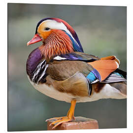 Tableau en aluminium Canard mandarin