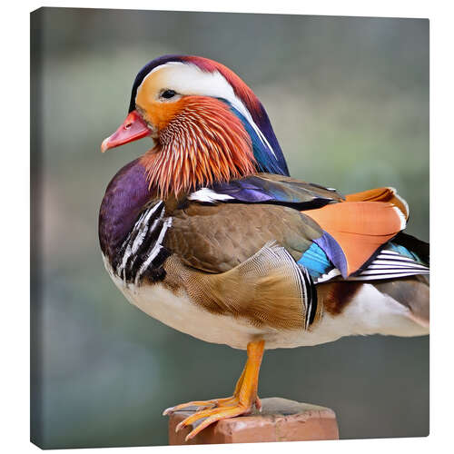 Canvas print Mandarin duck
