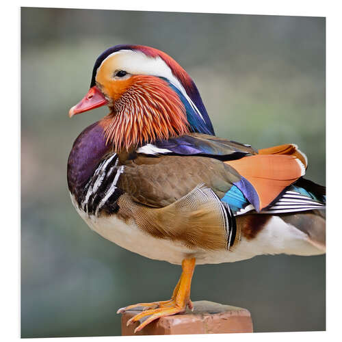 Foam board print Mandarin duck