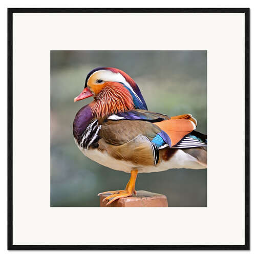 Gerahmter Kunstdruck Mandarin Ente