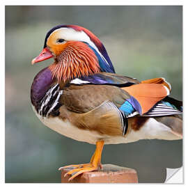 Naklejka na ścianę Mandarin duck