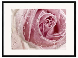 Inramat konsttryck Rosy Rose