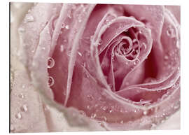 Magnettafel Rosa Rose