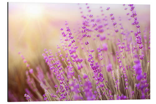 Aluminium print blooming lavender