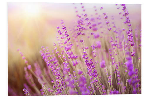 Hartschaumbild Blühender Lavendel