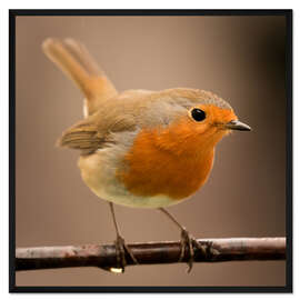 Gerahmter Kunstdruck neugieriges Rotkehlchen