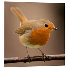Magnettafel neugieriges Rotkehlchen