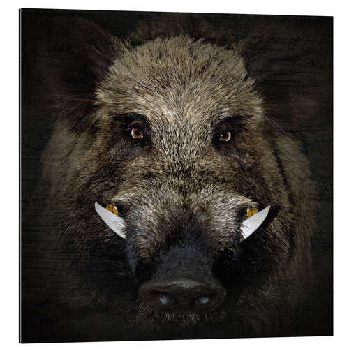 Gallery print Wild boar