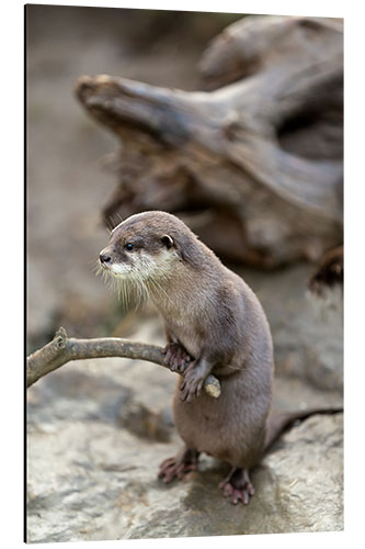 Aluminium print Otter with walker