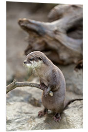 Tableau en PVC Loutre avec un baton