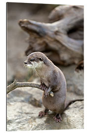 Gallery print Otter with walker