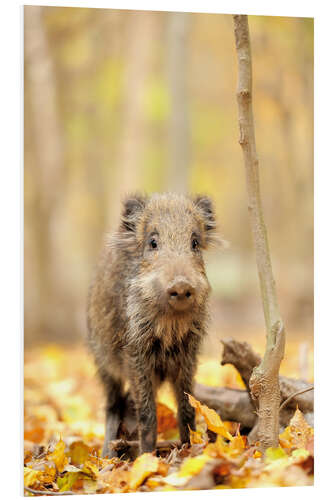 PVC print Small boar