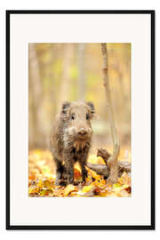 Gerahmter Kunstdruck Kleines Wildschwein